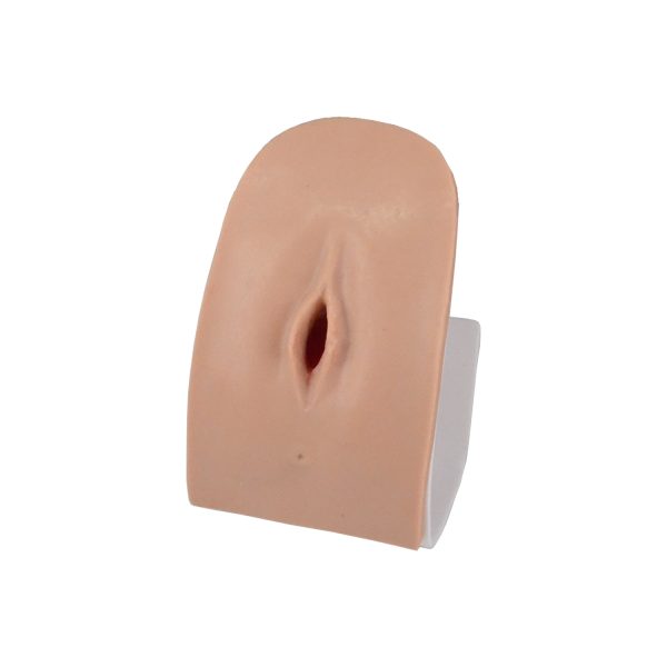 Pelvic Examination Model
