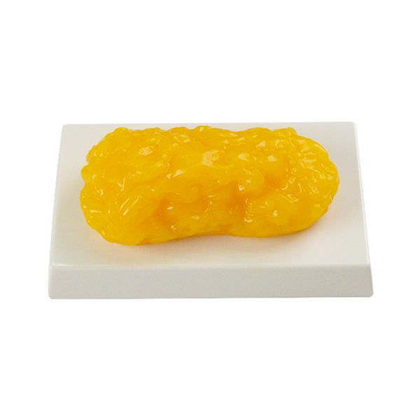 1LB Fat Replica Model with Base - Image 2