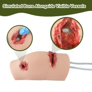 wound model with bone