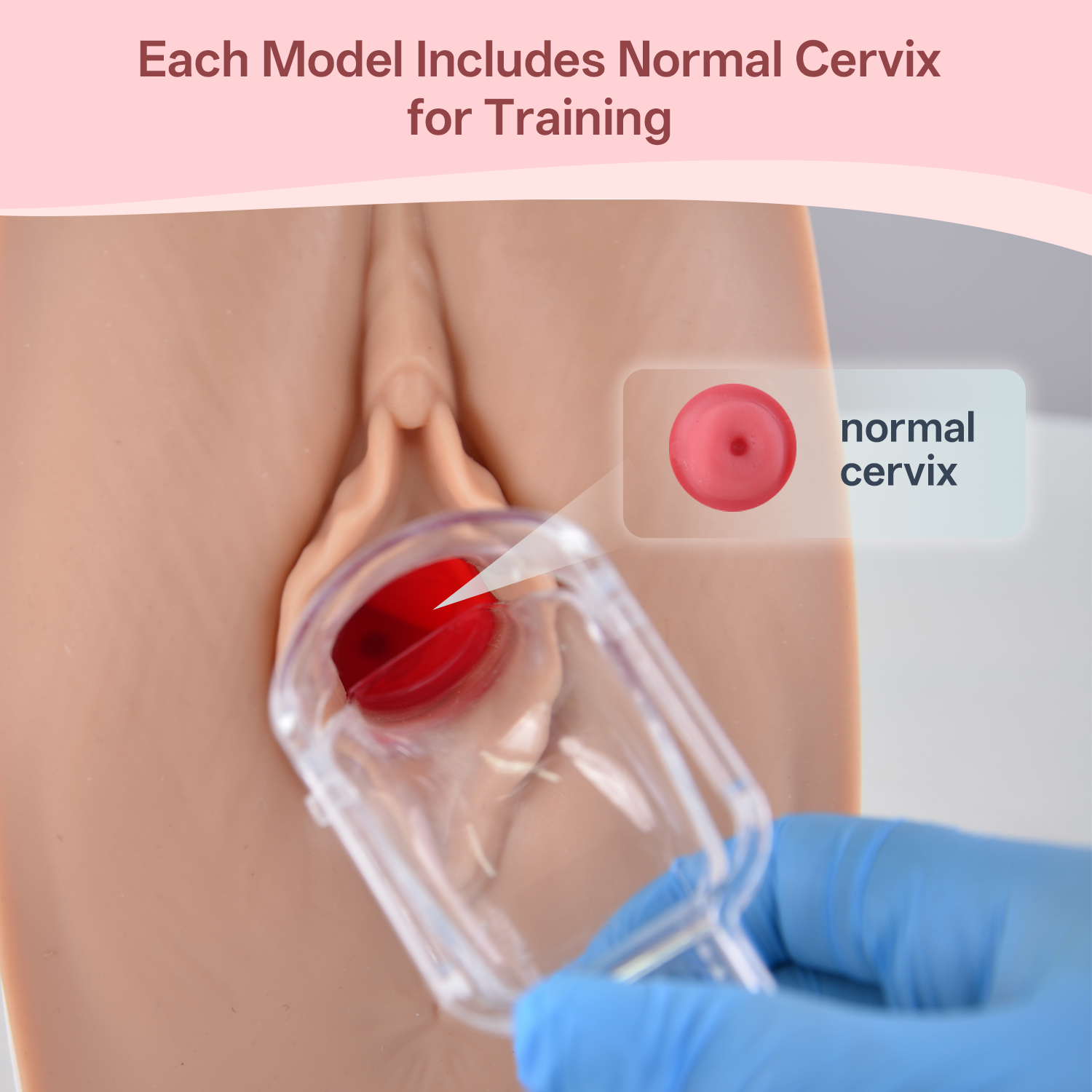 pap smear test model
