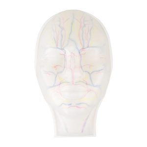 Clear Facial Injection Model with Arteries, Veins and Nerves