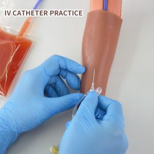 dog IV practice model
