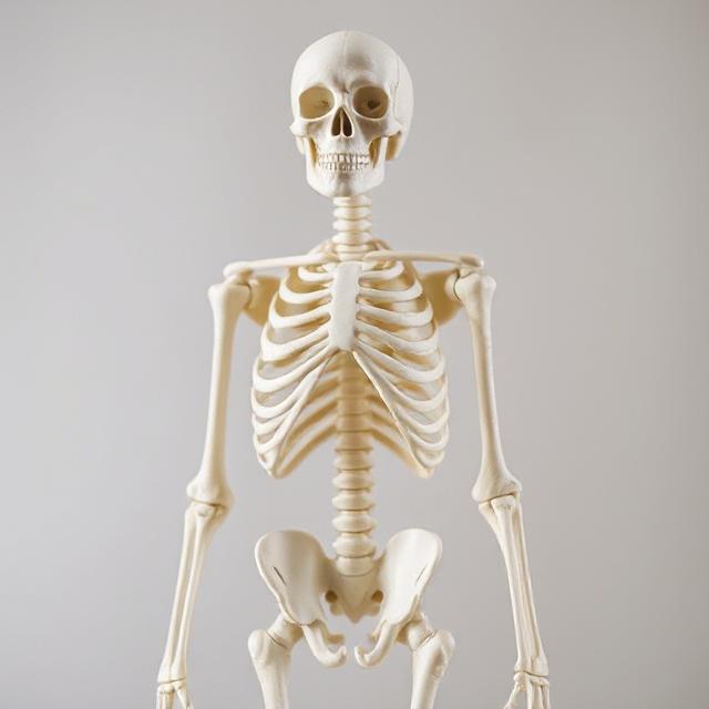 1. Human Skeleton Model