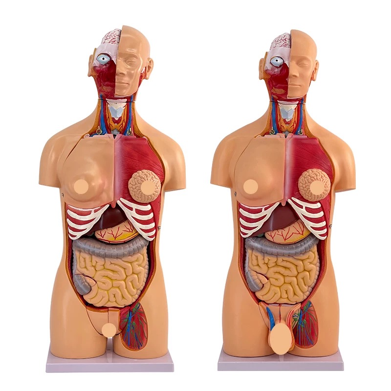 human anatomy models