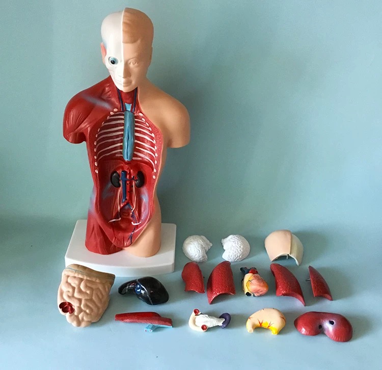 6 Best Anatomy Models for Medical Students in 2025