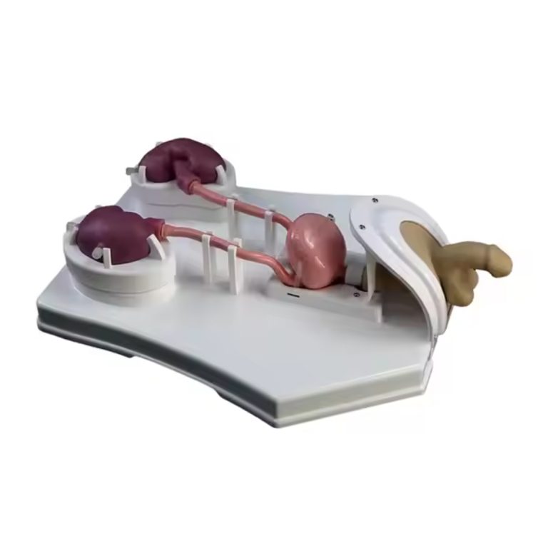 Top 5 Surgical Models for Training