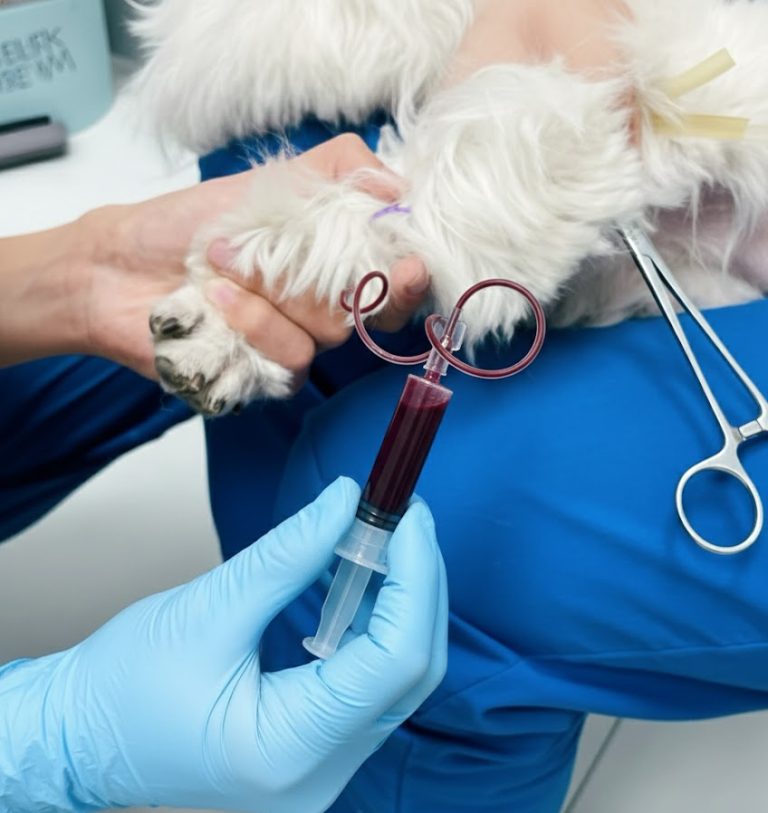 Improving Canine Blood Draw Skills with Training Models