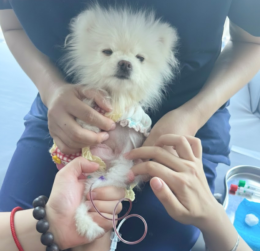 dog cephalic vein blood draw