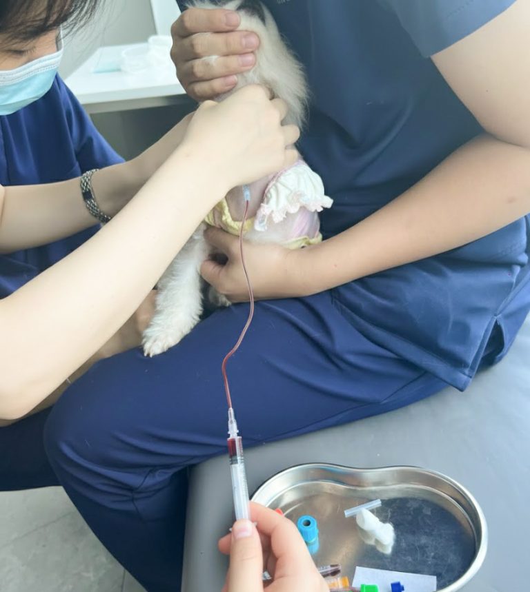 Dog Cephalic vs. Jugular Vein Blood Draw: A Veterinary Guide