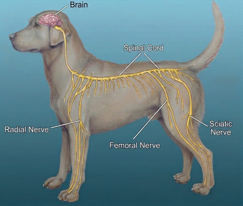 Intramuscular injection site on a dog's hind leg, kept away from the sciatic nerve