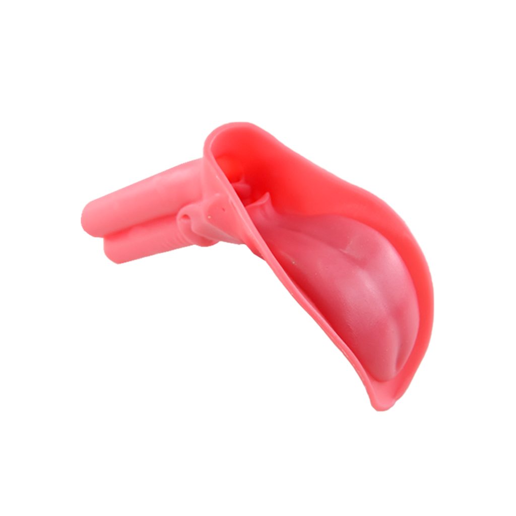intubation anatomy model