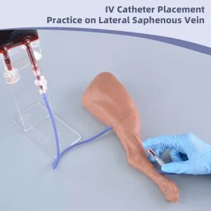 canine saphenous vein puncture model