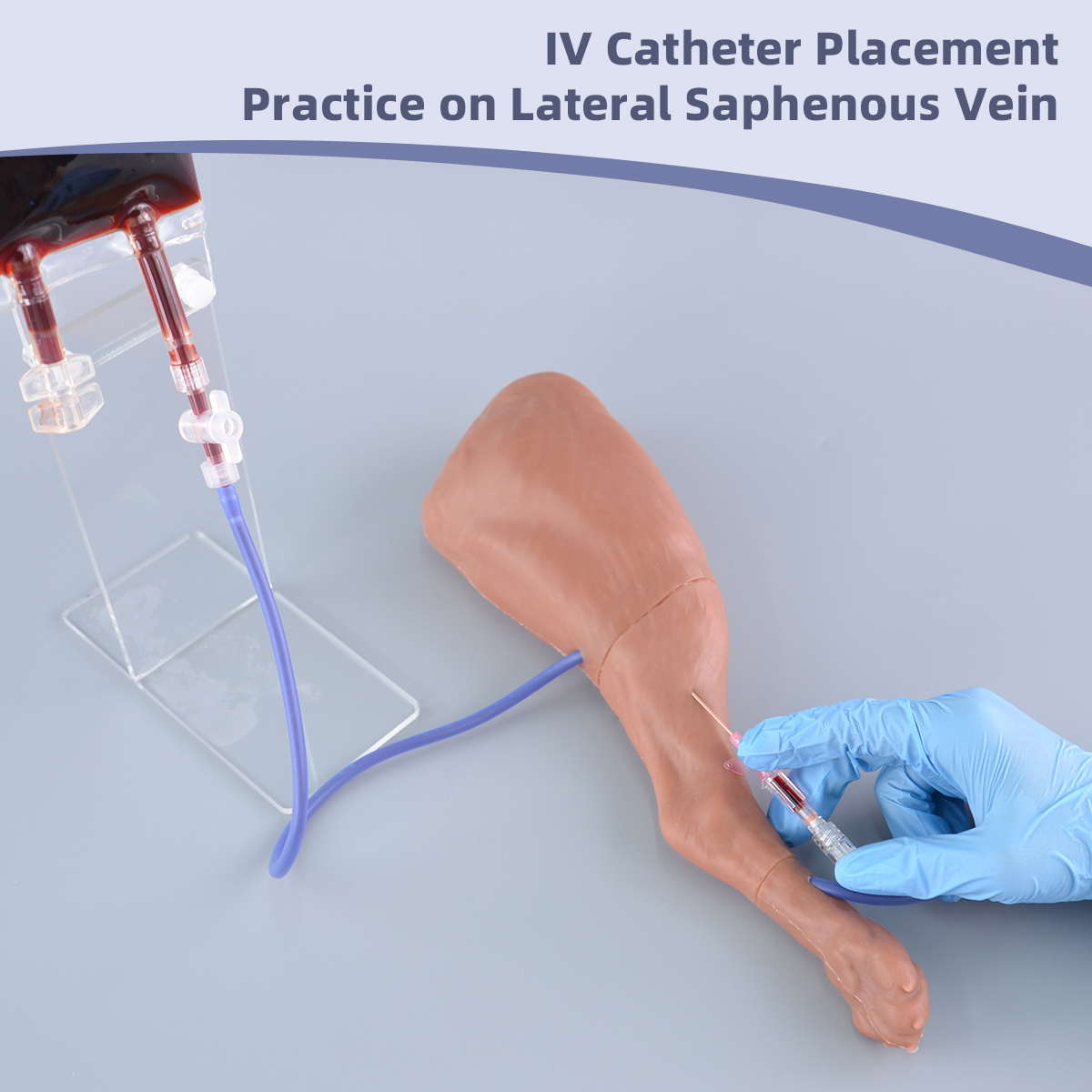 canine saphenous vein puncture model