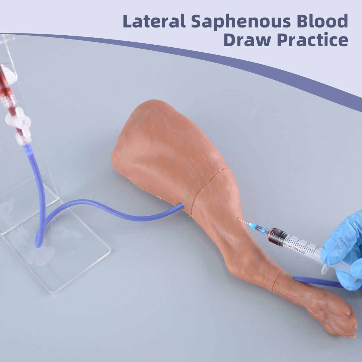 canine saphenous vein puncture model