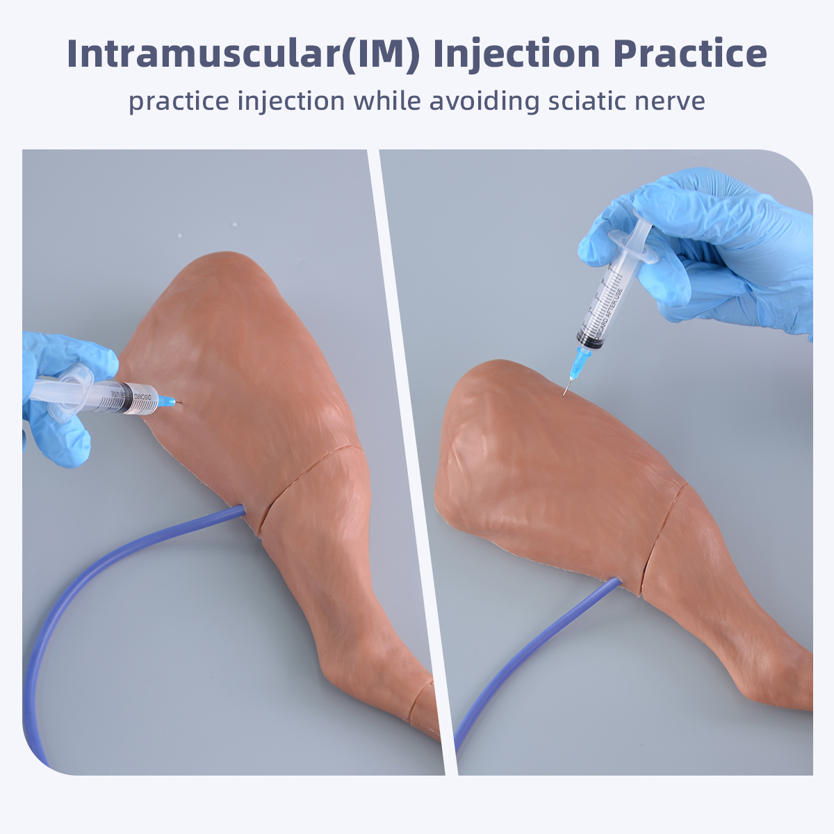 canine IM injection model