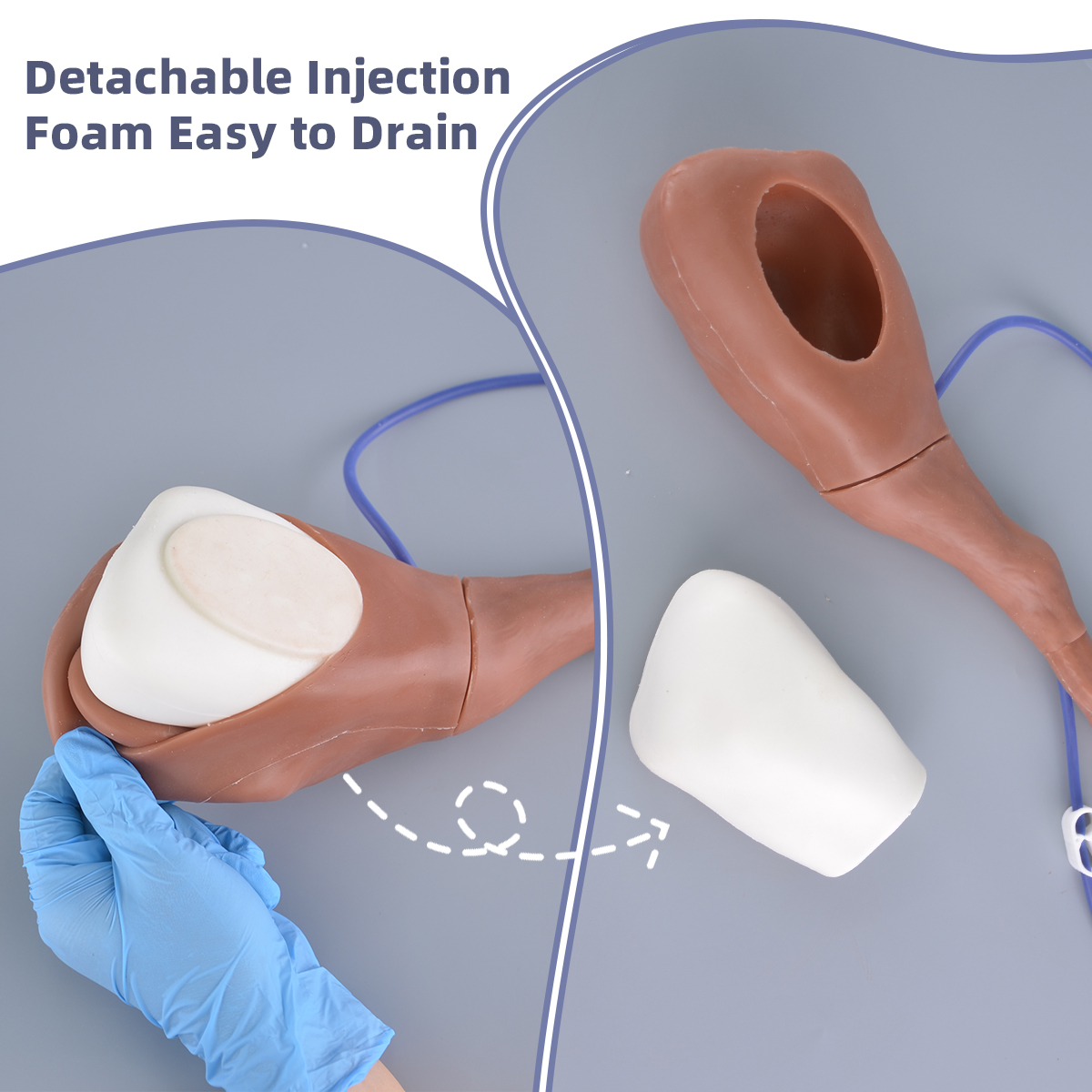 canine IM injection model