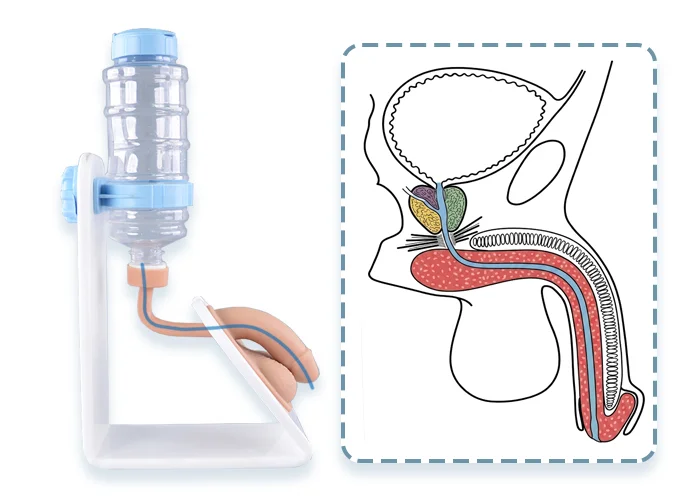 male urethra insertion course