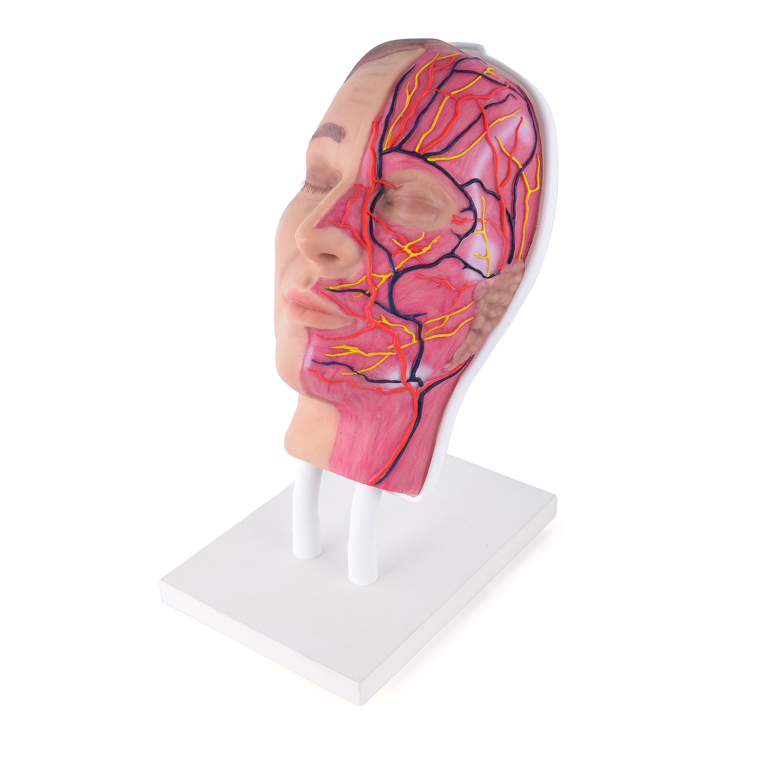 Face-Manikin