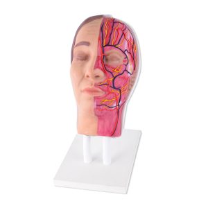 facial-injection-head