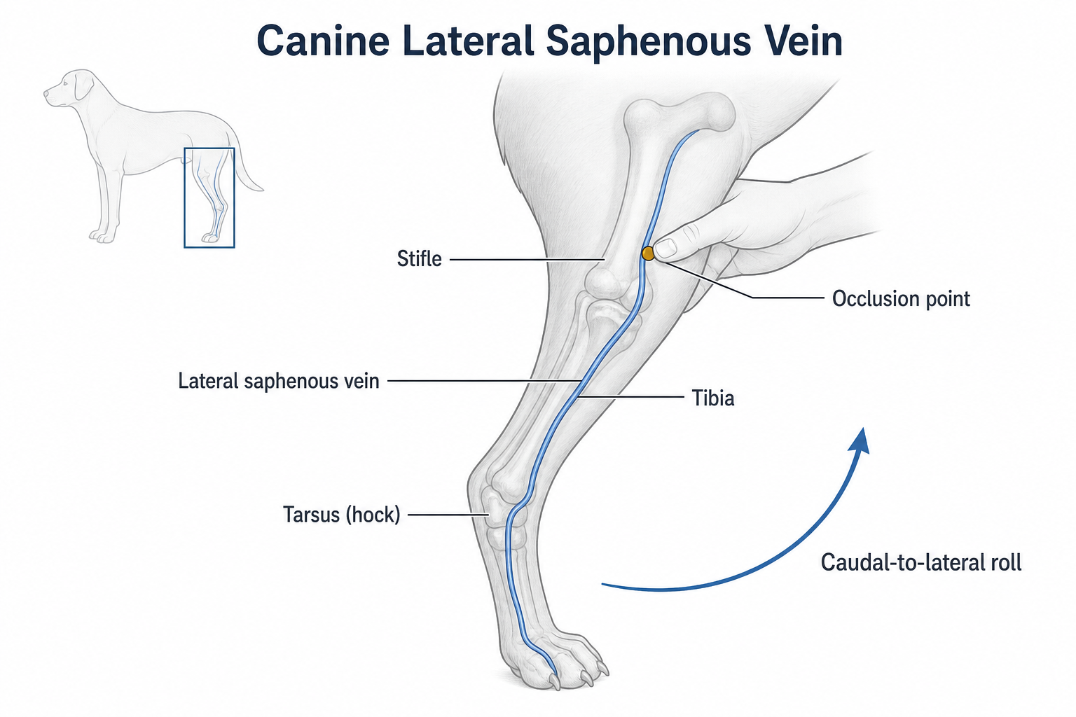 Canine lateral saphenous vein anatomy showing the stifle, tibia, hock, proximal occlusion point, and caudal-to-lateral roll