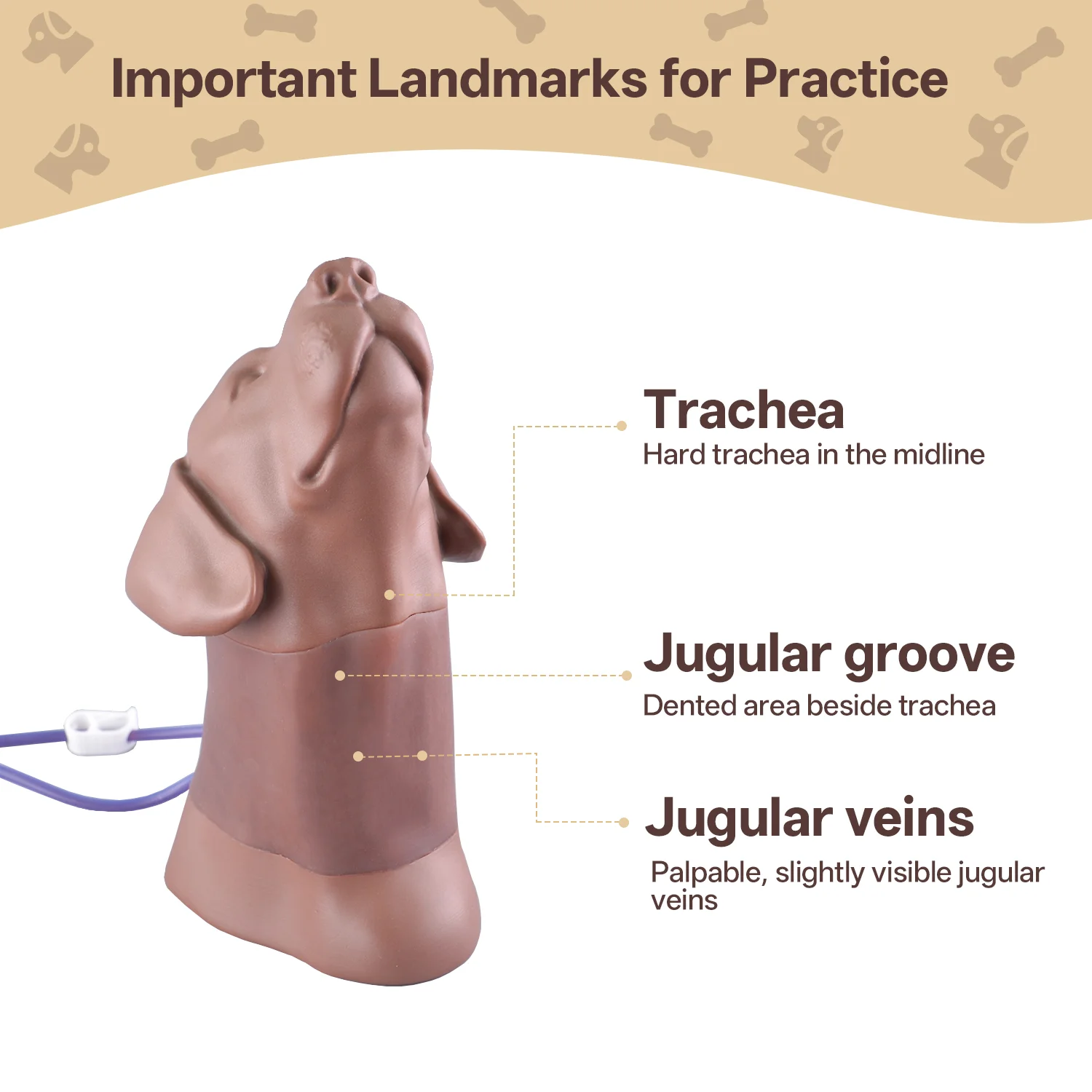 Canine Jugular Venipuncture & Jugular Phlebotomy Practice Model - Image 2