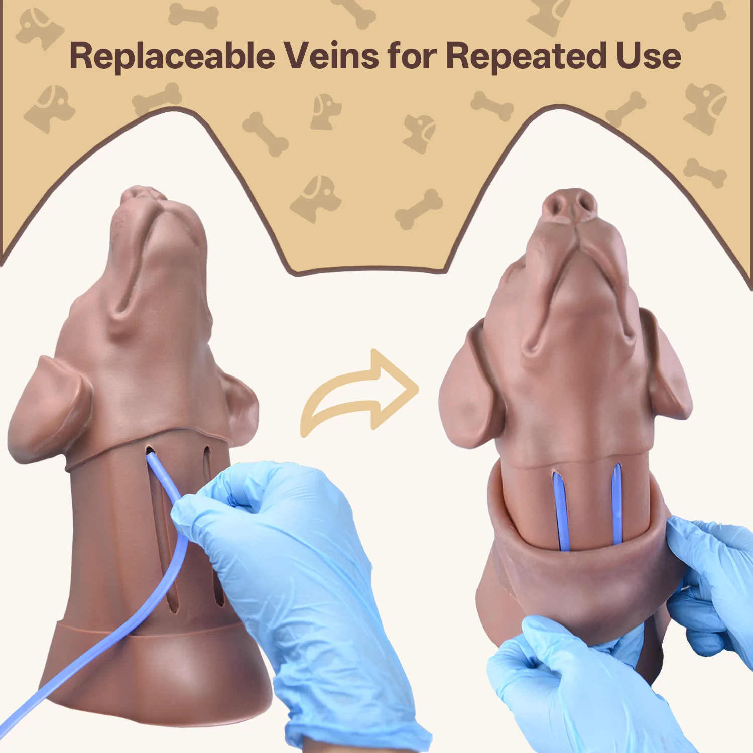 Canine Jugular Venipuncture & Jugular Phlebotomy Practice Model - Image 3