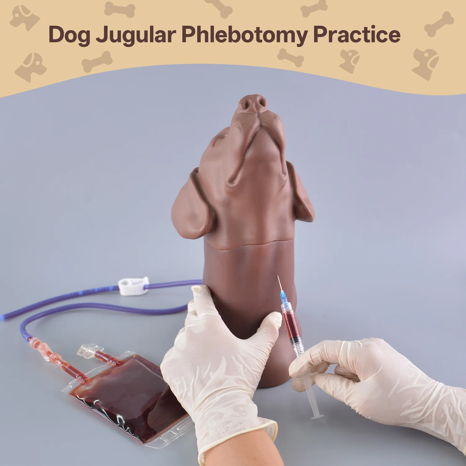 Canine Jugular Venipuncture & Jugular Phlebotomy Practice Model - Image 4