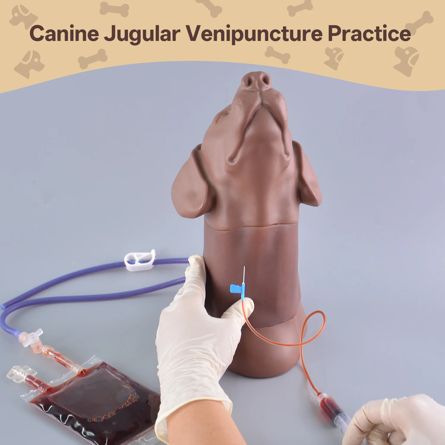 Canine Jugular Venipuncture & Jugular Phlebotomy Practice Model - Image 5