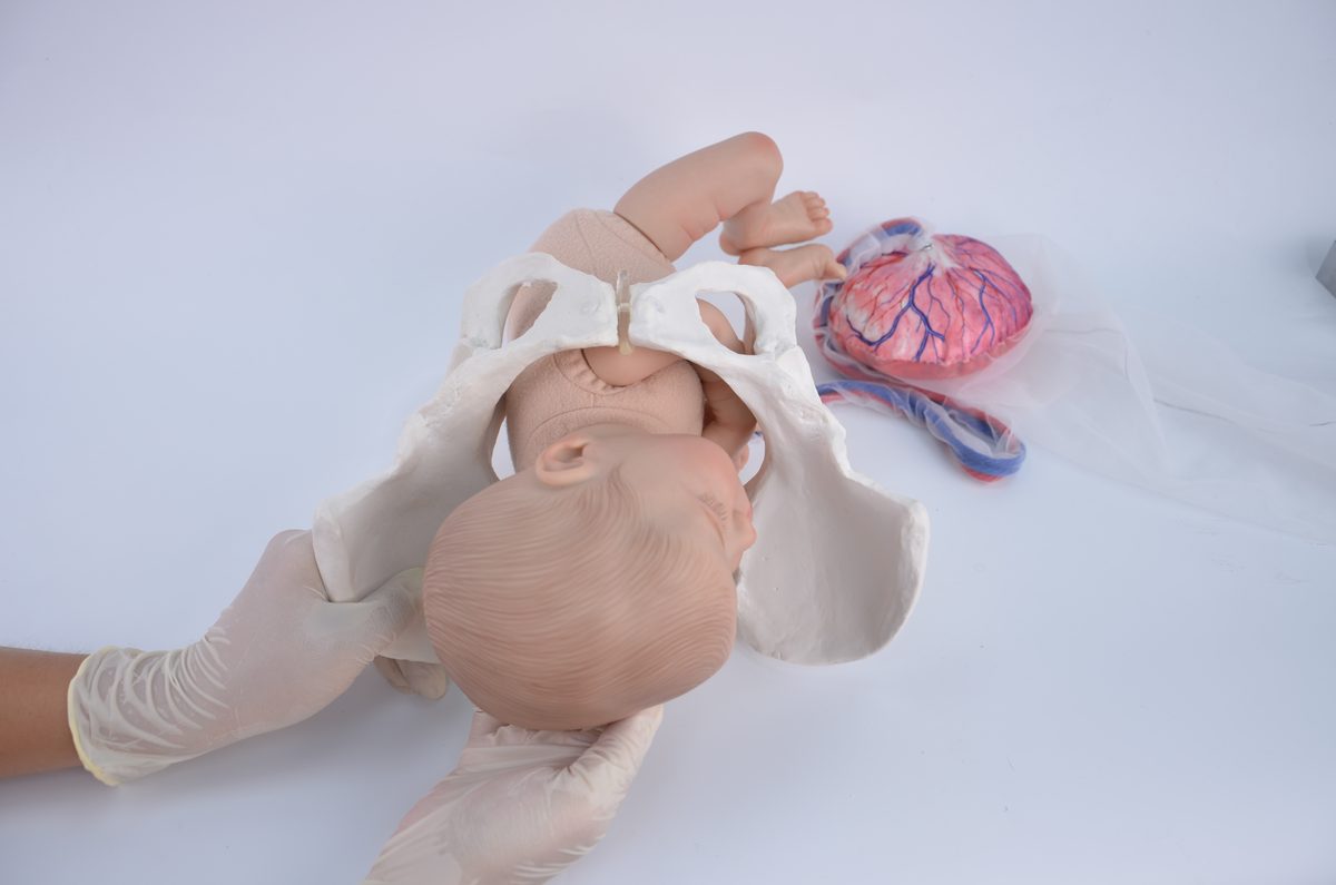 Born fetal doll head turned to one side outside a pelvis model