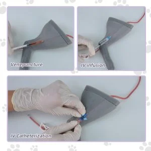 主图2 Feline hind leg training model used for venipuncture, IV infusion, and IV catheterization practice