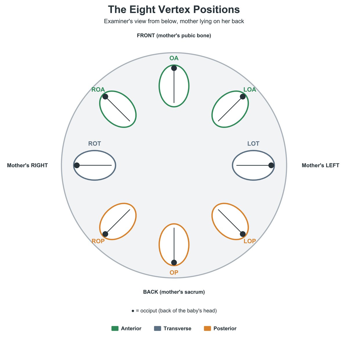 Diagram of the eight vertex fetal positions, OA, LOA, LOT, LOP, OP, ROP, ROT, and ROA, seen by an examiner looking up from below with the mother's pubic bone at the top