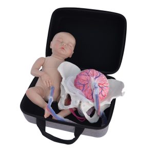 Childbirth Education Model Set with Pelvis and Fetal Model for Midwifery and Obstetric Training